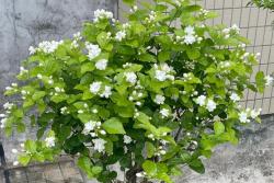 茉莉花什么季節開放